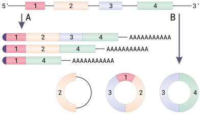 By Helixitta - Own work, created for Biology week #3, CC BY-SA 4.0, https://commons.wikimedia.org/w/index.php?curid=56444195